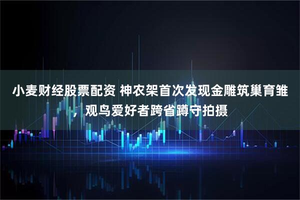 小麦财经股票配资 神农架首次发现金雕筑巢育雏，观鸟爱好者跨省蹲守拍摄