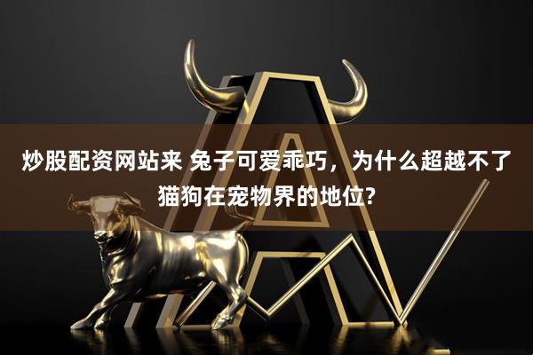 炒股配资网站来 兔子可爱乖巧，为什么超越不了猫狗在宠物界的地位?